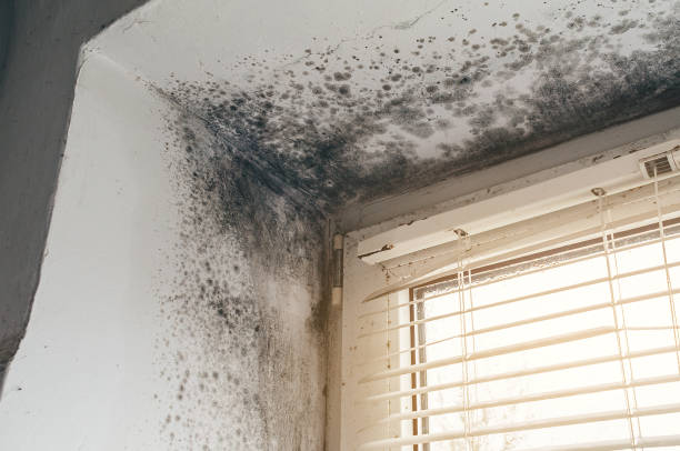 Affordable Attic Mold Remediation solutions in Saint Inigoes, MD