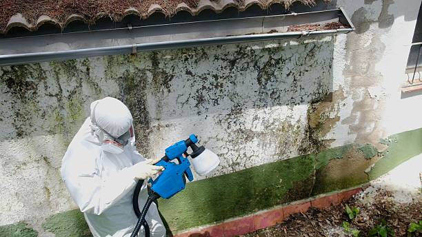 Top rated local Attic Mold Remediation specialists in Saint Inigoes, MD